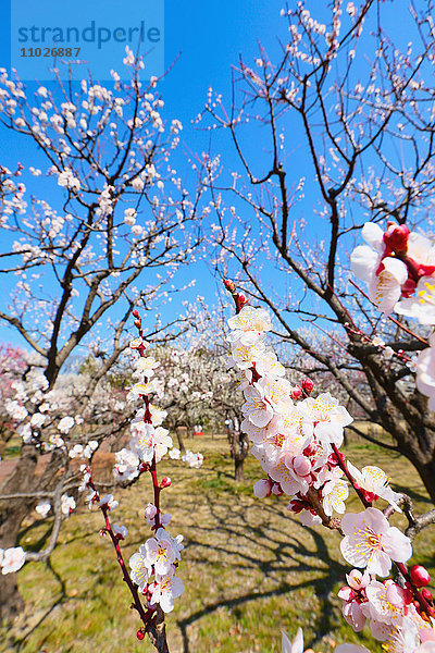 Pflaumenblüten  Tokio  Japan