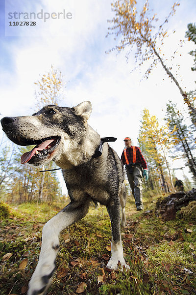 Jagdhund beim Spaziergang im Wald mit Jäger
