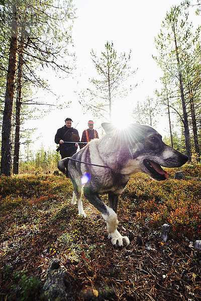 Jagdhund beim Spaziergang im Wald mit zwei Jägern