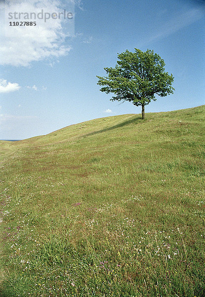 Ein Baum auf einem Hügel.