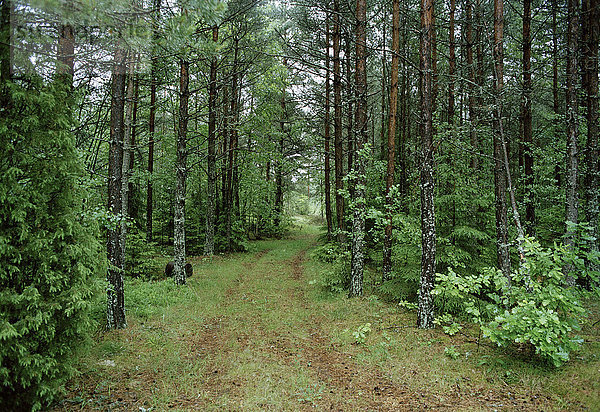 Eine Straße im Wald.