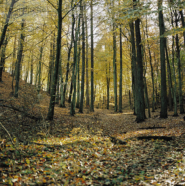 Herbstblätter im Wald.