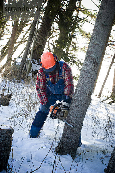 Holzfäller beim Fällen eines Baumes