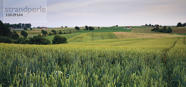 Gemähtes Grünland