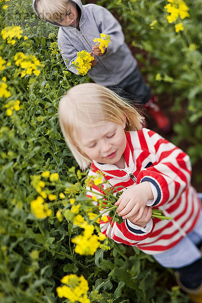 Kinder pflücken Rapsblüten