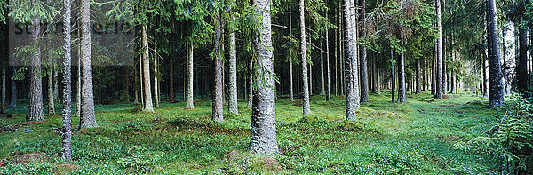 Bäume im Wald