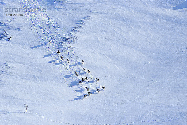 Hufspuren und Rentiere  die über schneebedecktes Land laufen  Blick von oben