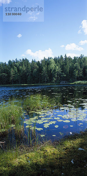 Seerosenblätter in einem ruhigen See.