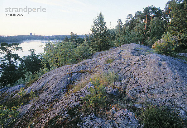 Wald auf einem Berg