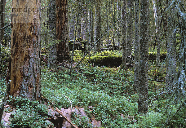 Urwald aus Kiefern