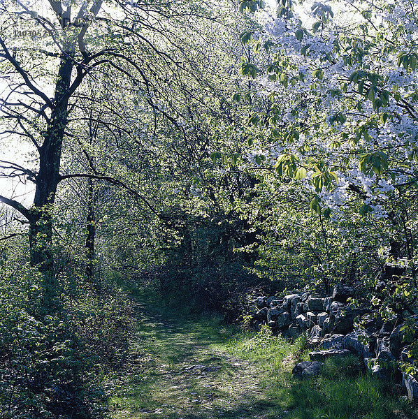Ein Weg durch Büsche und Bäume im Frühling.