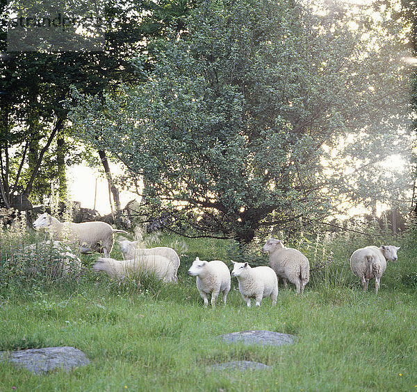 Herde weißer Schafe im Wald
