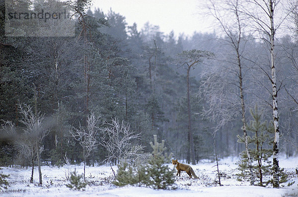 Fuchs im Wald.