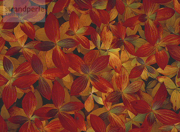 Nahaufnahme der roten Blätter von Cornus suecica