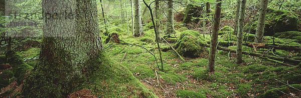 Fichten und moosbewachsene Felsen im Nadelwald