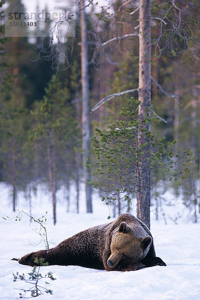 Ein schlummernder Bär  Kuhmo  Finnland.