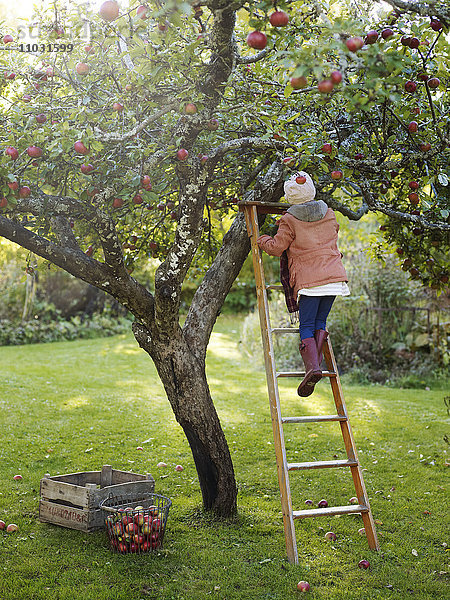 Mädchen auf Leiter beim Äpfelpflücken  Varmdo  Uppland  Schweden