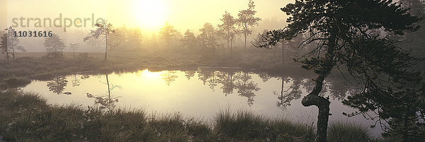 Blick auf das nebelverhangene Sumpfgebiet in der Morgendämmerung