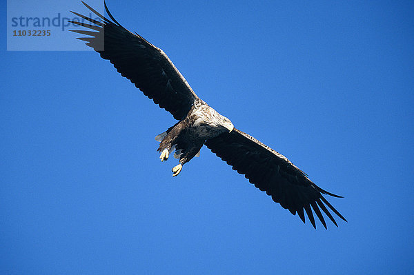 Ein fliegender Seeadler.