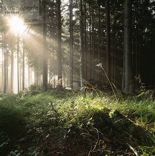 Sonnenlicht durch Bäume im Wald  niedriger Blickwinkel