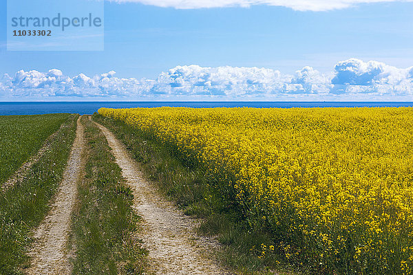 Rapsfeld und unbefestigter Weg