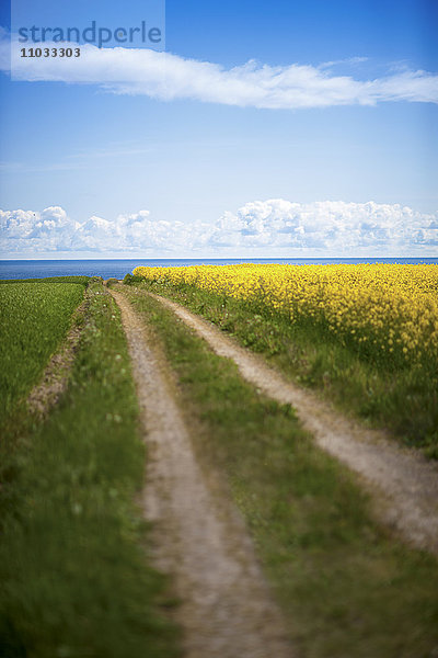 Rapsfeld und unbefestigter Weg