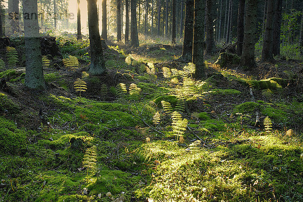 Moosbewachsener Boden in einem Wald.