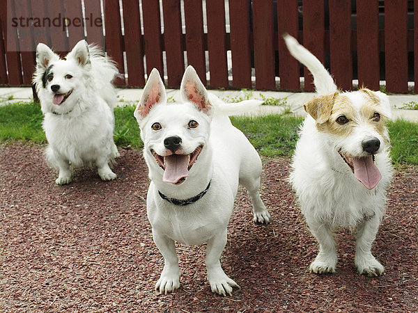Weiße Hunde  Schweden.