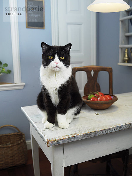 Eine Katze sitzt auf einem Küchentisch  Skane  Malmö  Schweden.
