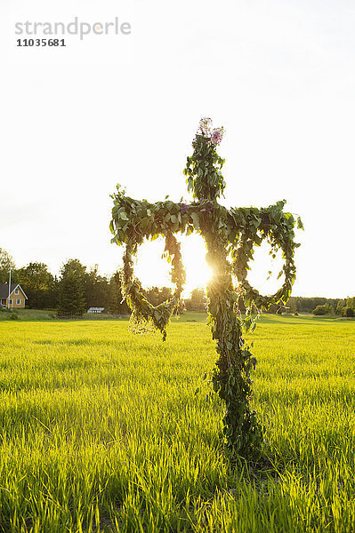 Maibaum im Feld