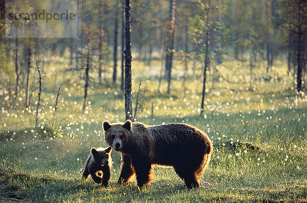 Ein Grizzlybär und ein Bärenjunges  Finnland.