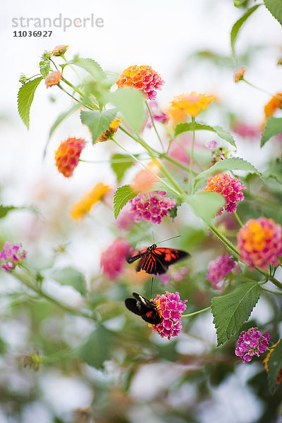 Schmetterlinge auf Blumen  Schweden.