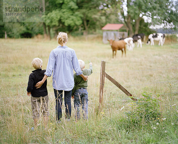 Mutter und Kinder besuchen grasende Kühe  Schweden.