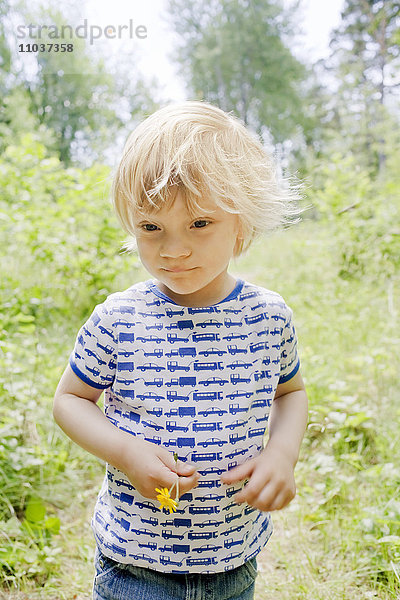 Junge pflückt Blumen in einem Wald  Schweden.