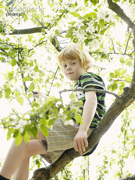 Junge in einem blühenden Apfelbaum  Schweden.