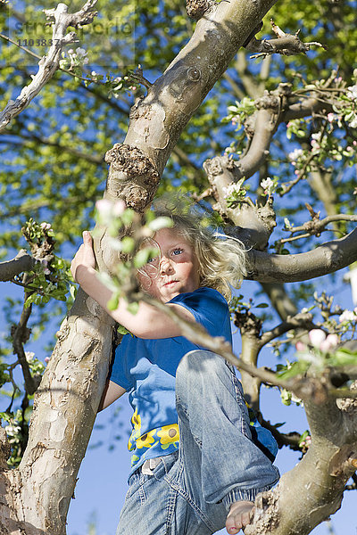 Mädchen klettert auf einen Apfelbaum  Schweden.