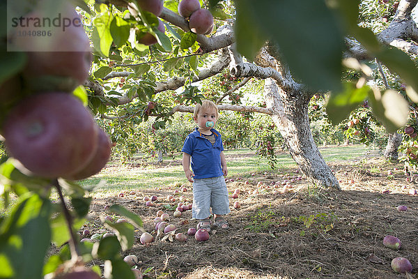 Kleinkind Junge unter Apfelbaum stehend