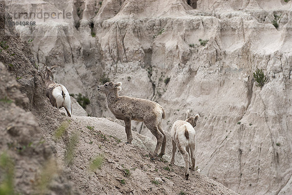 Junges Dickhornschaf  Badlands National Park  South Dakota USA