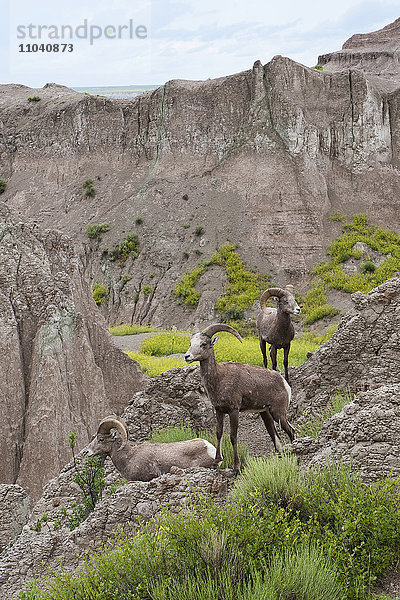 Dickhornschaf  Badlands National Park  South Dakota  USA