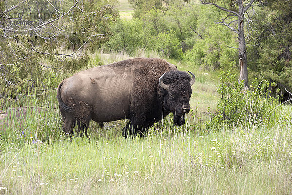 Amerikanischer Bison (Büffel)  National Bison Range  Montana  USA