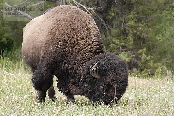Amerikanische Bisonbeweidung in der National Bison Range  Montana  USA