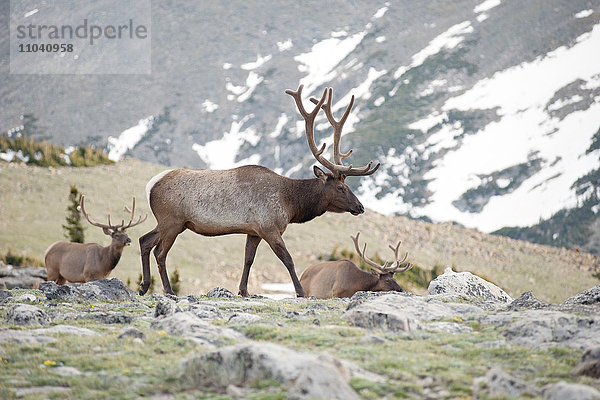 Elchbullen  Rocky Mountain National Park  Colorado  USA