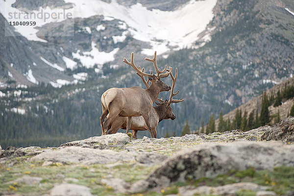 Elchbullen  Rocky Mountain National Park  Colorado  USA