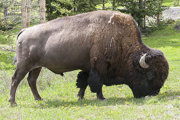 Amerikanischer Bison (Büffel) beim Weiden im Yellowstone Nationalpark  Wyoming  USA