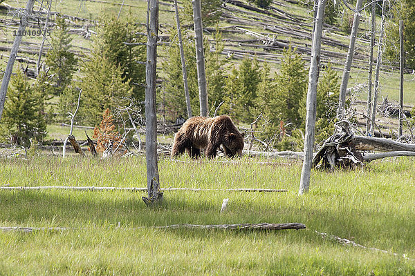 Grizzlybär im Yellowstone Nationalpark  Wyoming  USA