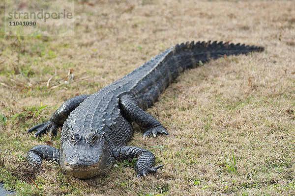 Alligator