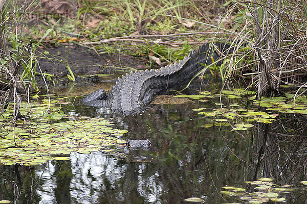 Alligator versteckt unter Wasser im Everglades National Park  Florida  USA