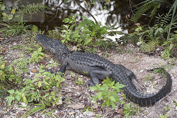 Alligator  Everglades Nationalpark  Florida  USA
