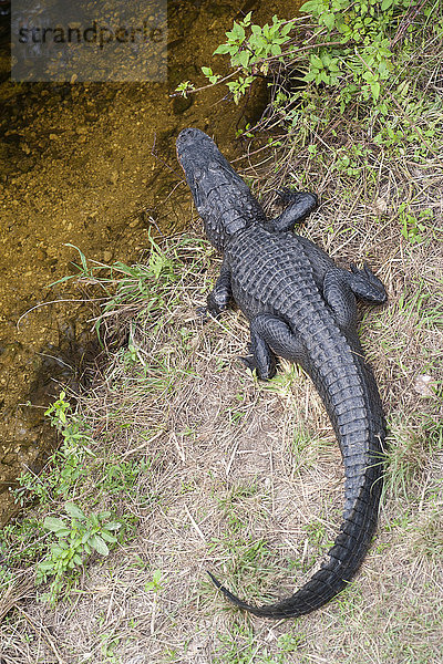 Alligator am Wasser  Everglades National Park  Florida  USA
