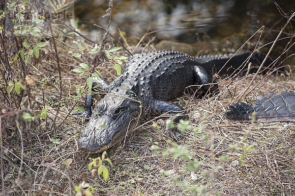 Alligator im Everglades Nationalpark  Florida  USA